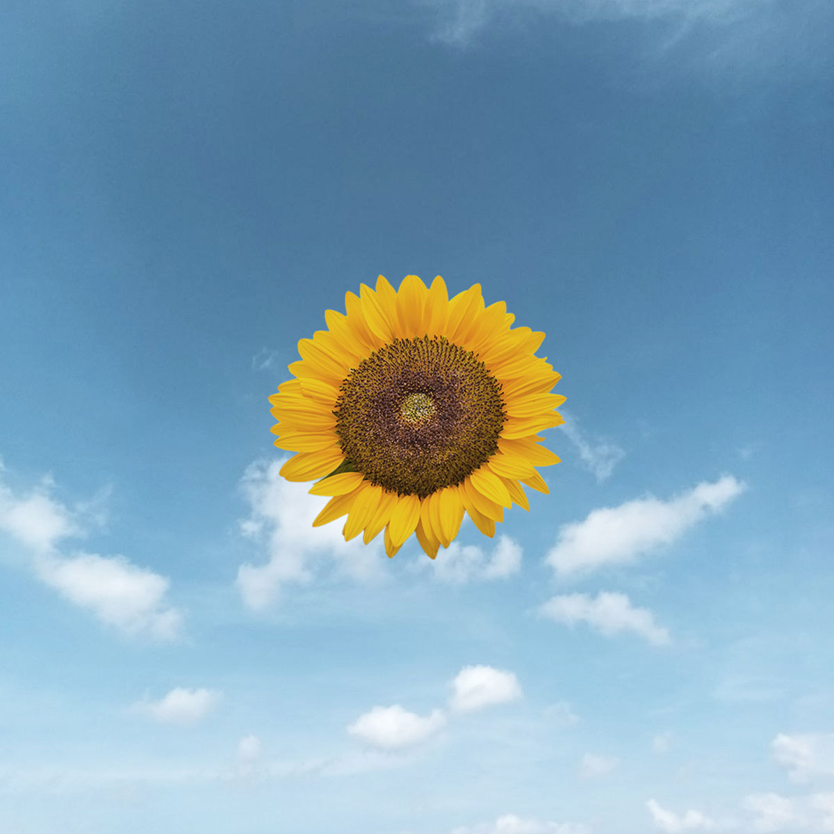 spot_img