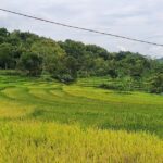 5 Maskapai Penerbangan Pilihan Masyarakat Indonesia