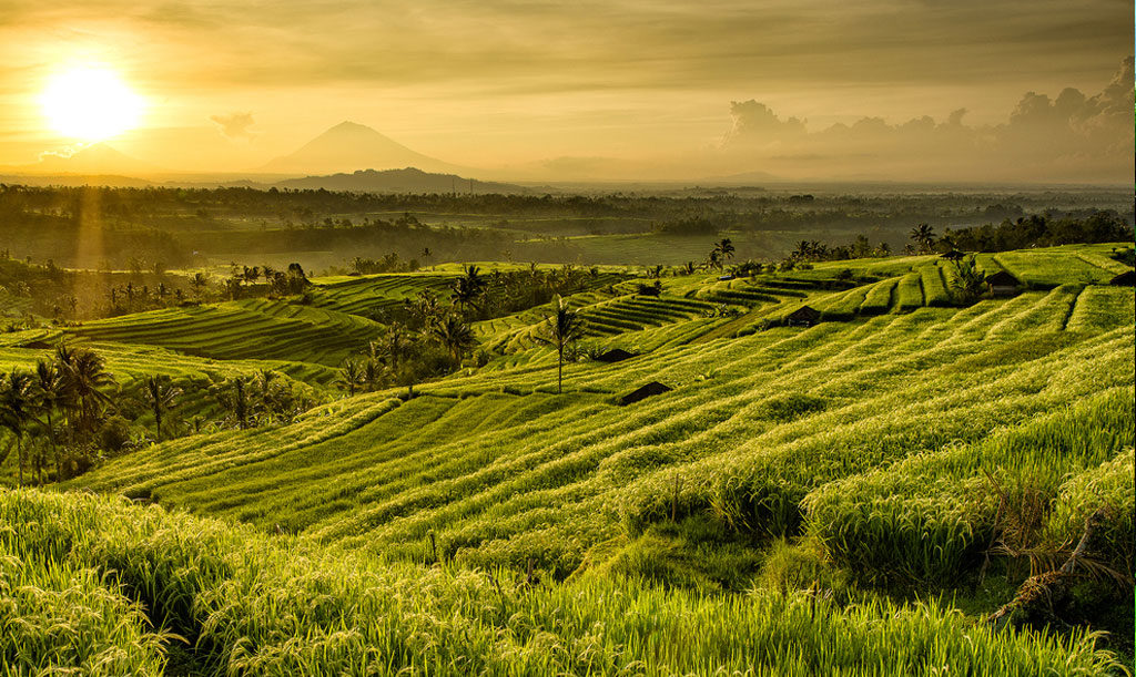 Cozzy.id - Hotel Murah - Hotel Terdekat - Penginapan Murah - Penginapan Terdekat - Booking Hotel - Batu Flower Garden - Surga Bunga di Kota Batu - Sumber Gambar ()